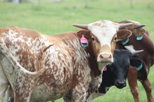 2024 Measles Flower Bull