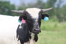 2024 Side Hustle Bull