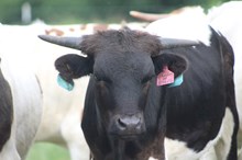 2024 Shades of Brindle Heifer
