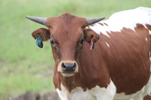 2024 Dream Big Heifer