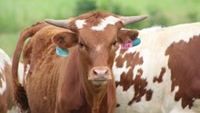 2024 Tickled Pink Heifer
