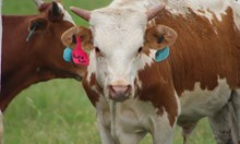 2024 Huff N Puff Bull