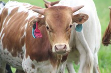 2024 Kansas Cowgirl Bull