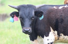 2024 High Tide Bull