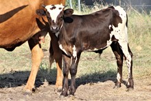 2023 Sarcee Bull