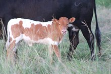 2025 Rainbow Unicorn Heifer