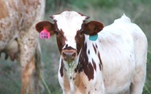 2025 Dilly Dilly Bull