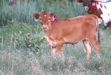 2025 Yaas Heifer