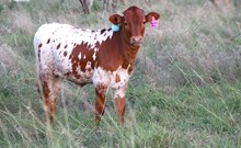 2025 Mama Mia Heifer
