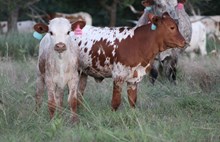 2025 Super Classy Heifer