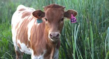 2025 Into Mischief Heifer
