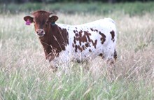 2025 Shoot to Thrill Bull