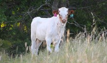 2025 Cajun Queen Bull