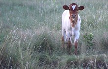 2025 Rose Rockette Heifer