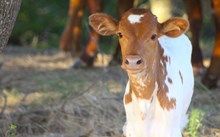 2025 Show Business Bull