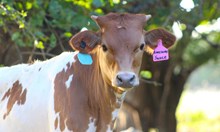 2025 Awesome Sauce Heifer