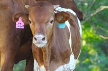 2025 On Target Bull