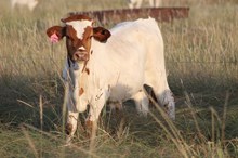 2025 Iceberg Rose Bull