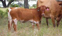 2025 Special Addition Heifer