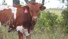 2025 On Target Bull