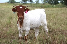 2025 High Society Heifer