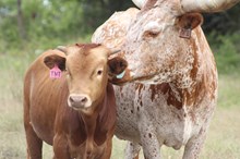 2025 TNT Bull
