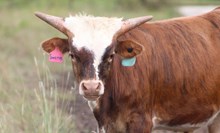 2025 Swerve Bull