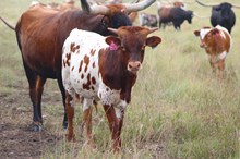 2025 Shoot to Thrill Bull