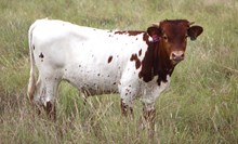 2025 Lucky Starlight Bull