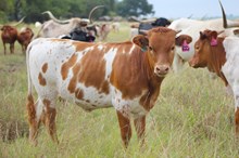 2025 Into Mischief Heifer