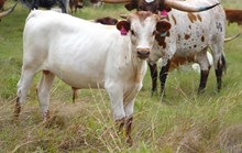 2025 High Maintenance Bull