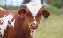 2025 Yada Yada Bull