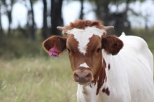 2025 Iceberg Rose Bull