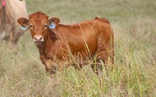 2025 Radio Flyer Heifer