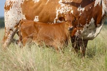 2025 Splish Splash Bull