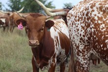 2025 High Voltage Bull