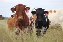2025 Mama Mia Heifer