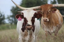 2025 Dilly Dilly Bull
