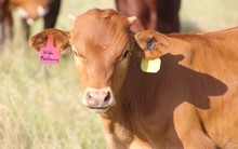 2023 High Maintenance Bull