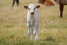 2023 Country Magic Bull