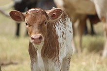 2023 Fifty Bombs Heifer
