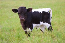 2025 Dream Big Bull