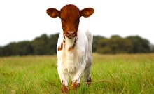 2025 Fifty Bombs Heifer