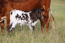 2025 Aimee Heifer