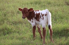 2025 Royal Jubilee Heifer