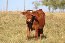 2023 Golddigger Bull