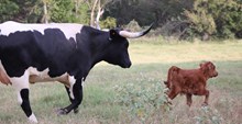 2025 Front of the Line Bull