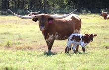 2025 Royal Jubilee Heifer