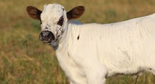 2023 Almost Famous Heifer