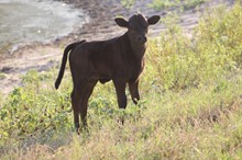 2023 Rio Jubilee Bull